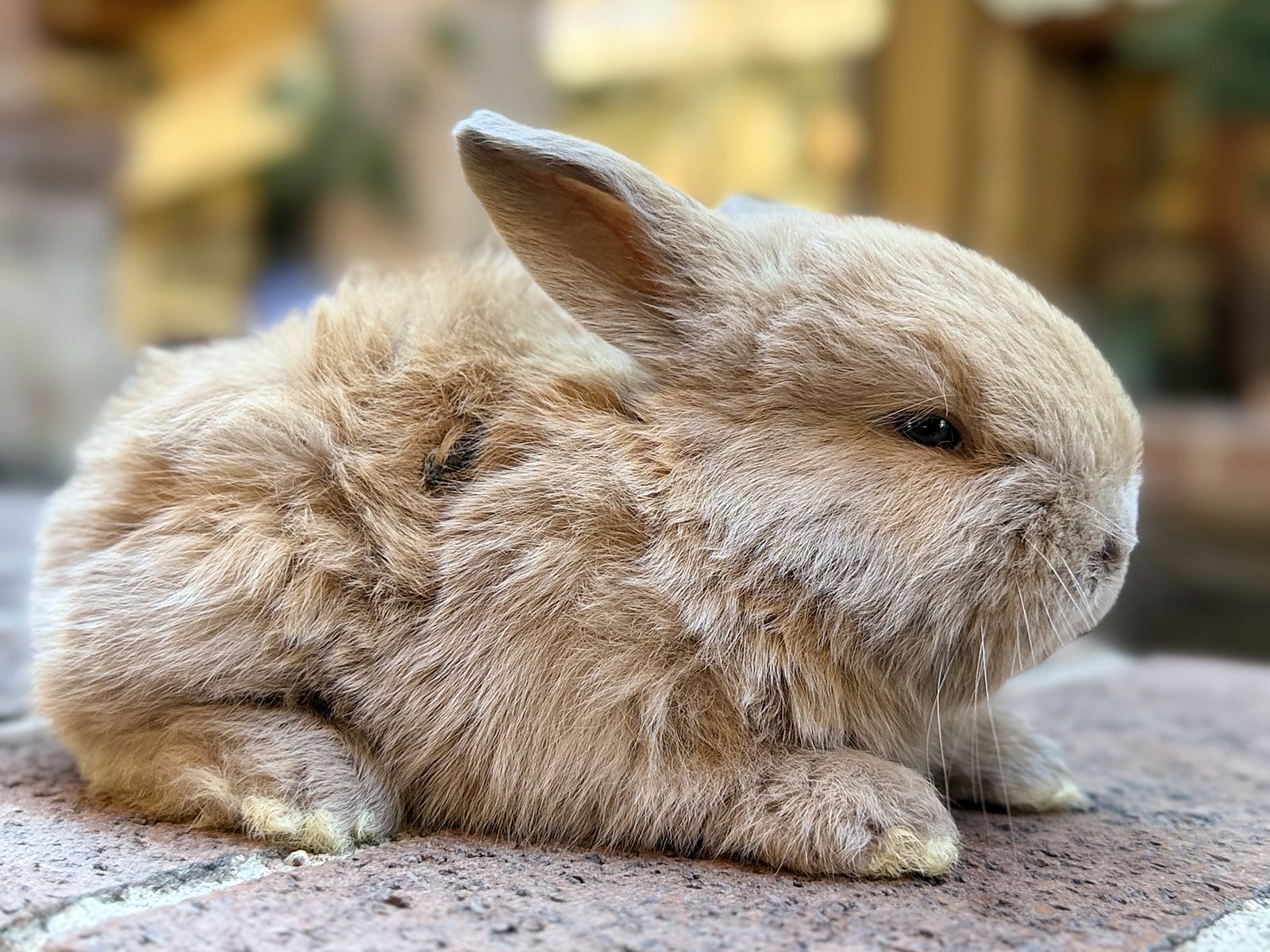 Biscuit, a fawn Holland Lop cross