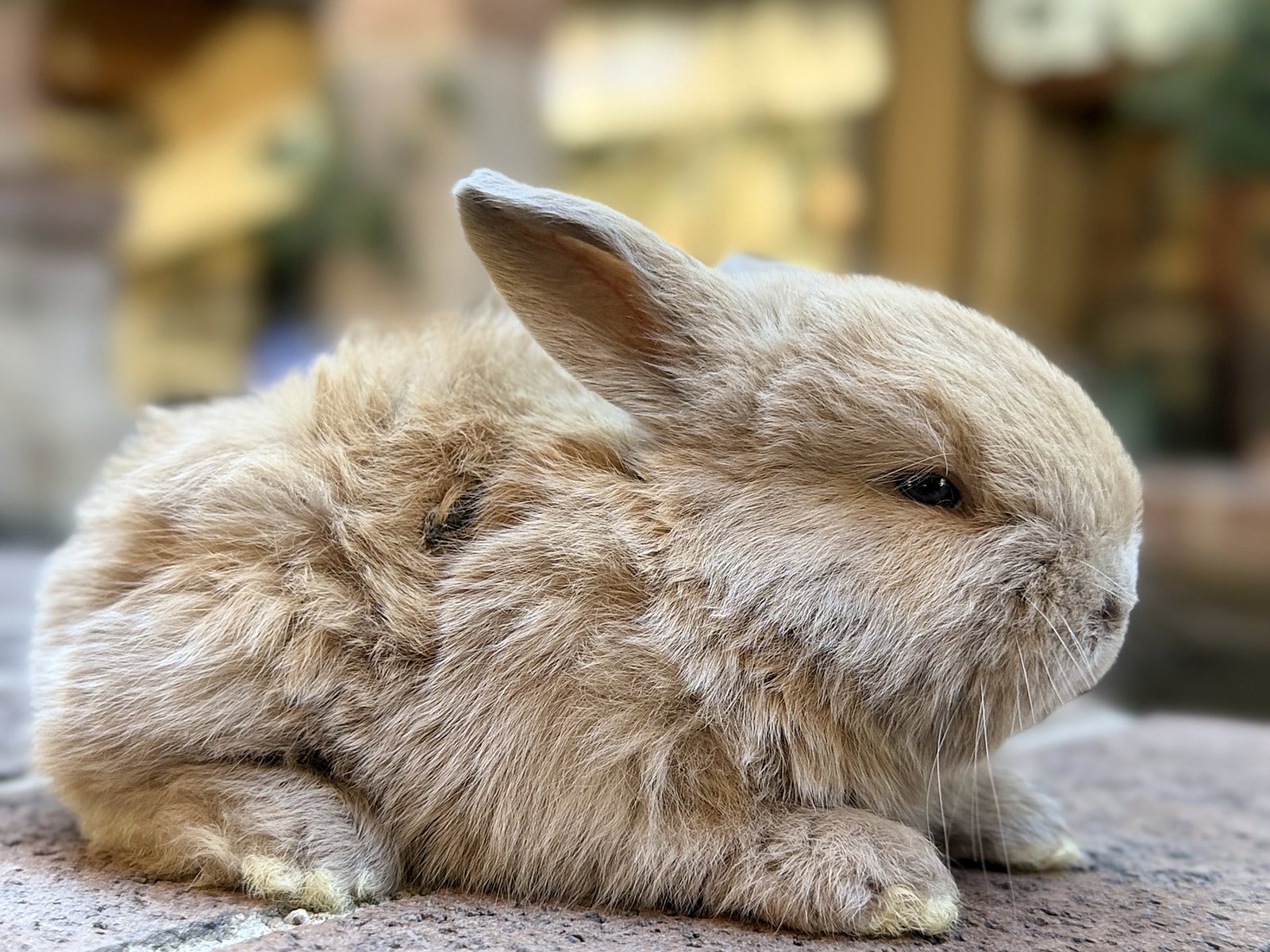 Biscuit, cruza de Holland Lop color leonado