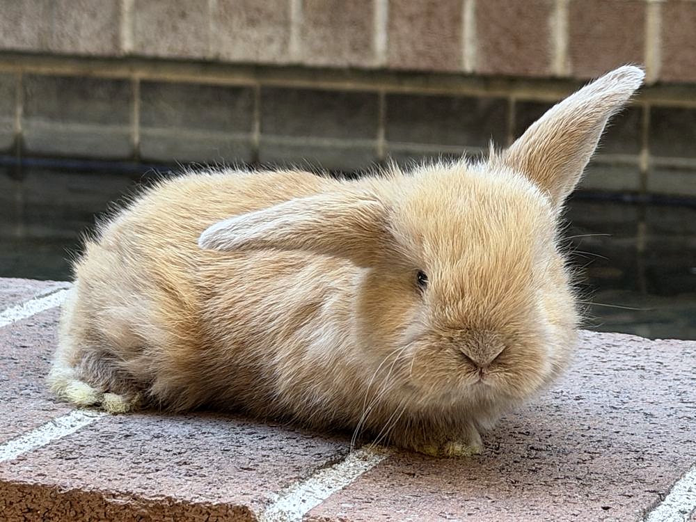 Butterscotch, cruza de Holland Lop color leonado