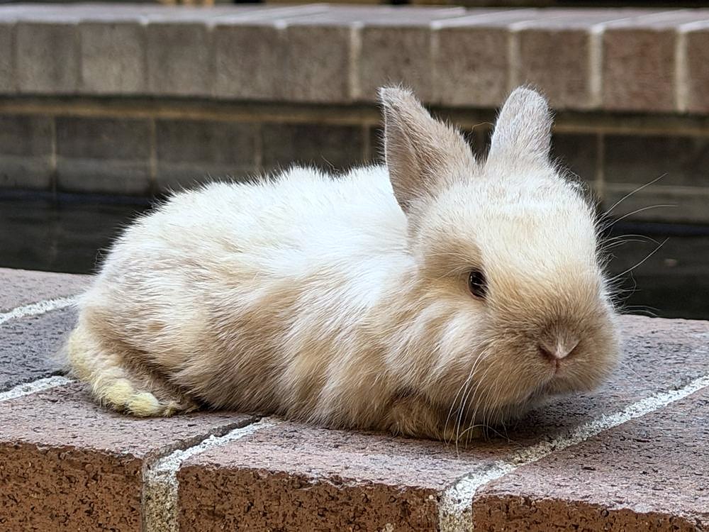 Cloud, cruza de Holland Lop sable point