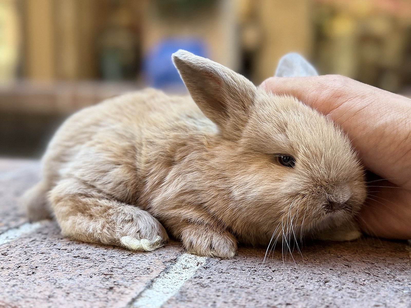 Honey, cruza de Holland Lop color leonado