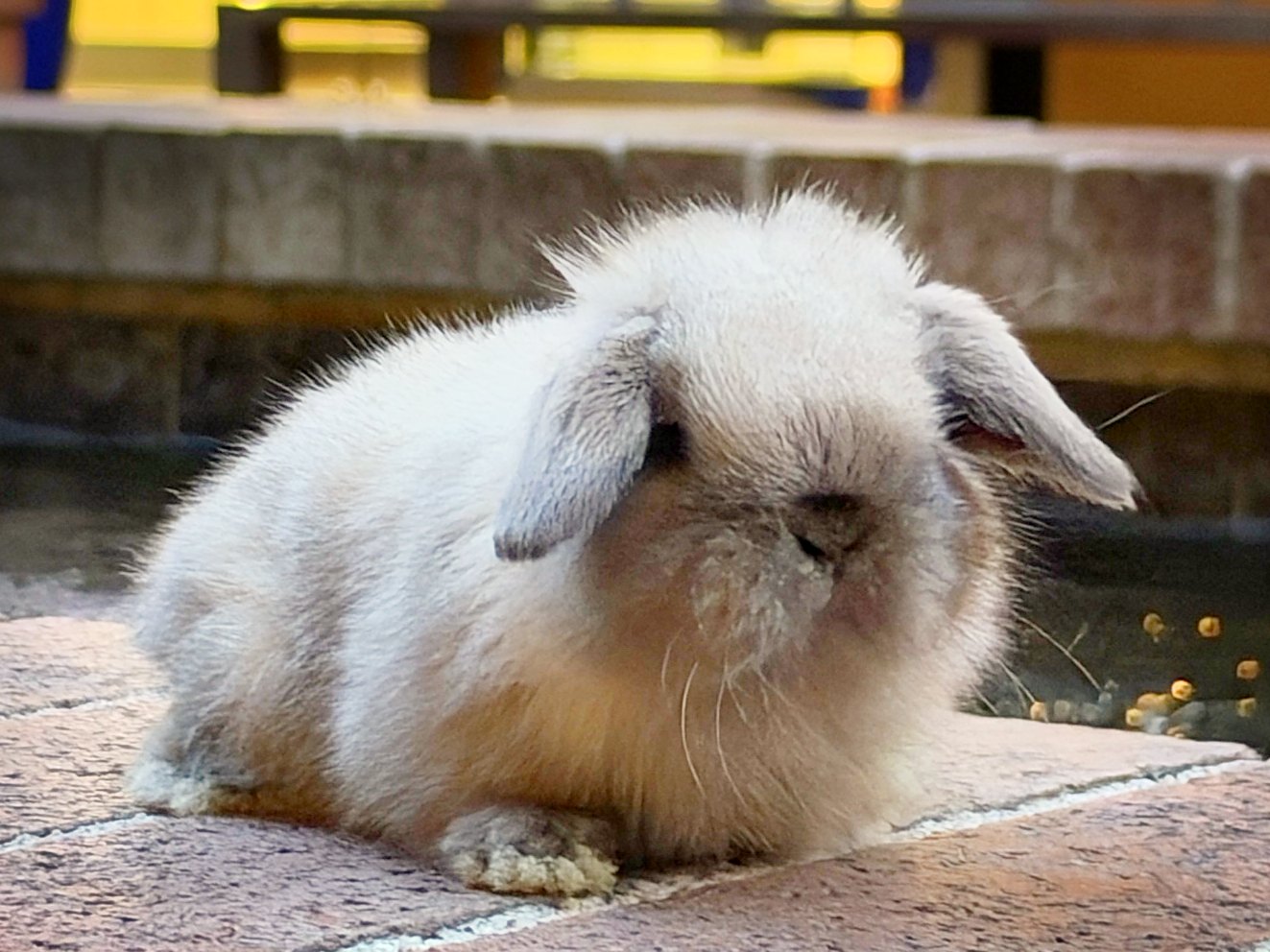 Latte, one of the three, on a brick ledge by a fountain, both ears down