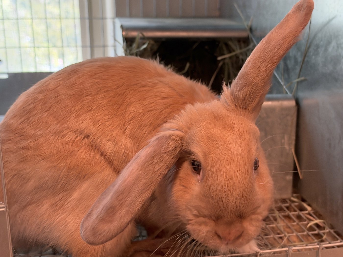 Praline, grown, one ear up and one ear down, in her cage beside her nest box