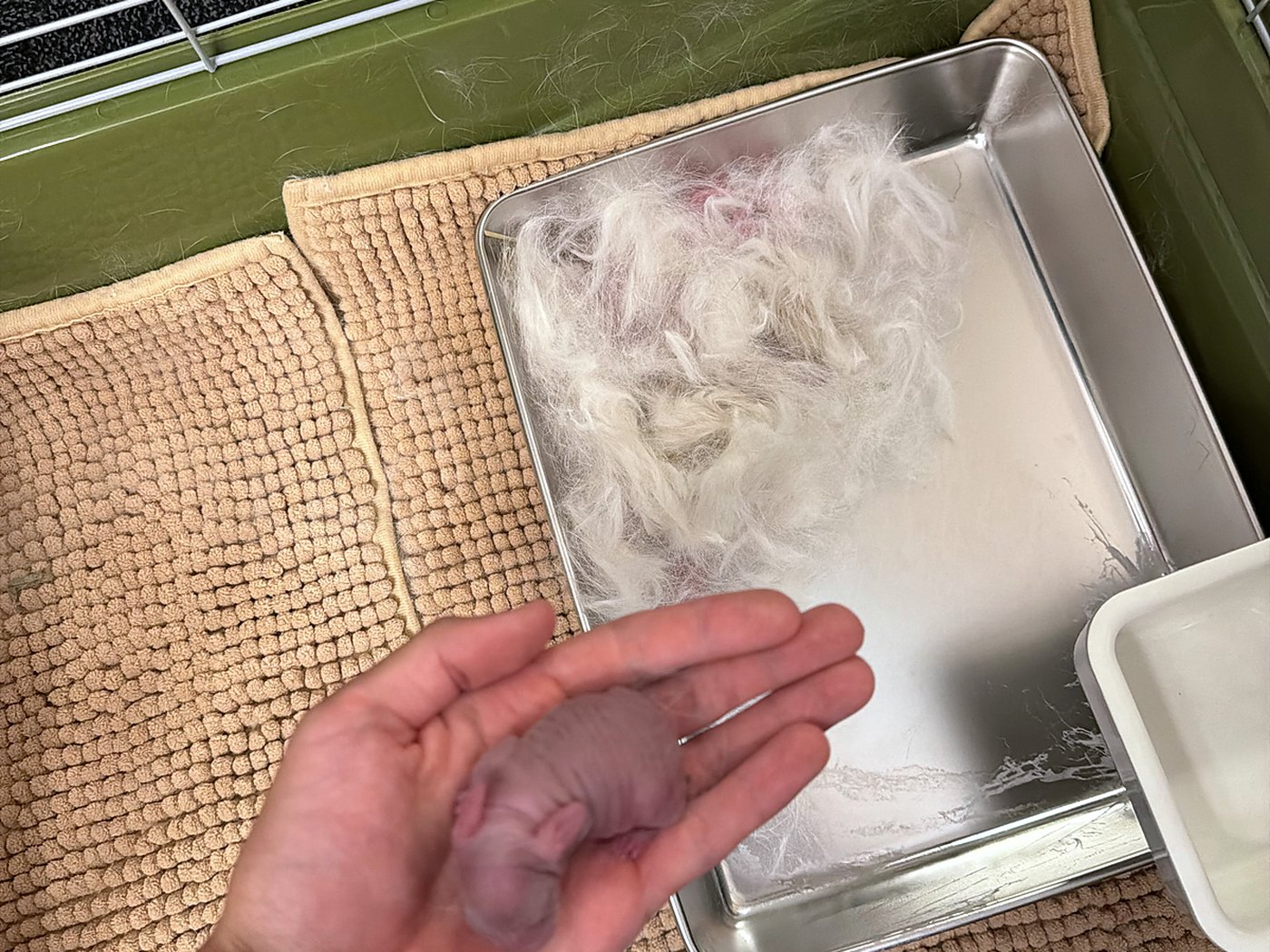 Un conejo recién nacido en la mano de William sobre una charola de metal forrada de pelo arrancado, dentro de una jaula verde