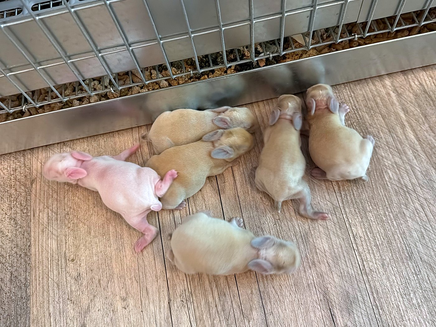 Seis conejos de seis días en el piso junto a la jaula, uno blanco y cinco leonados
