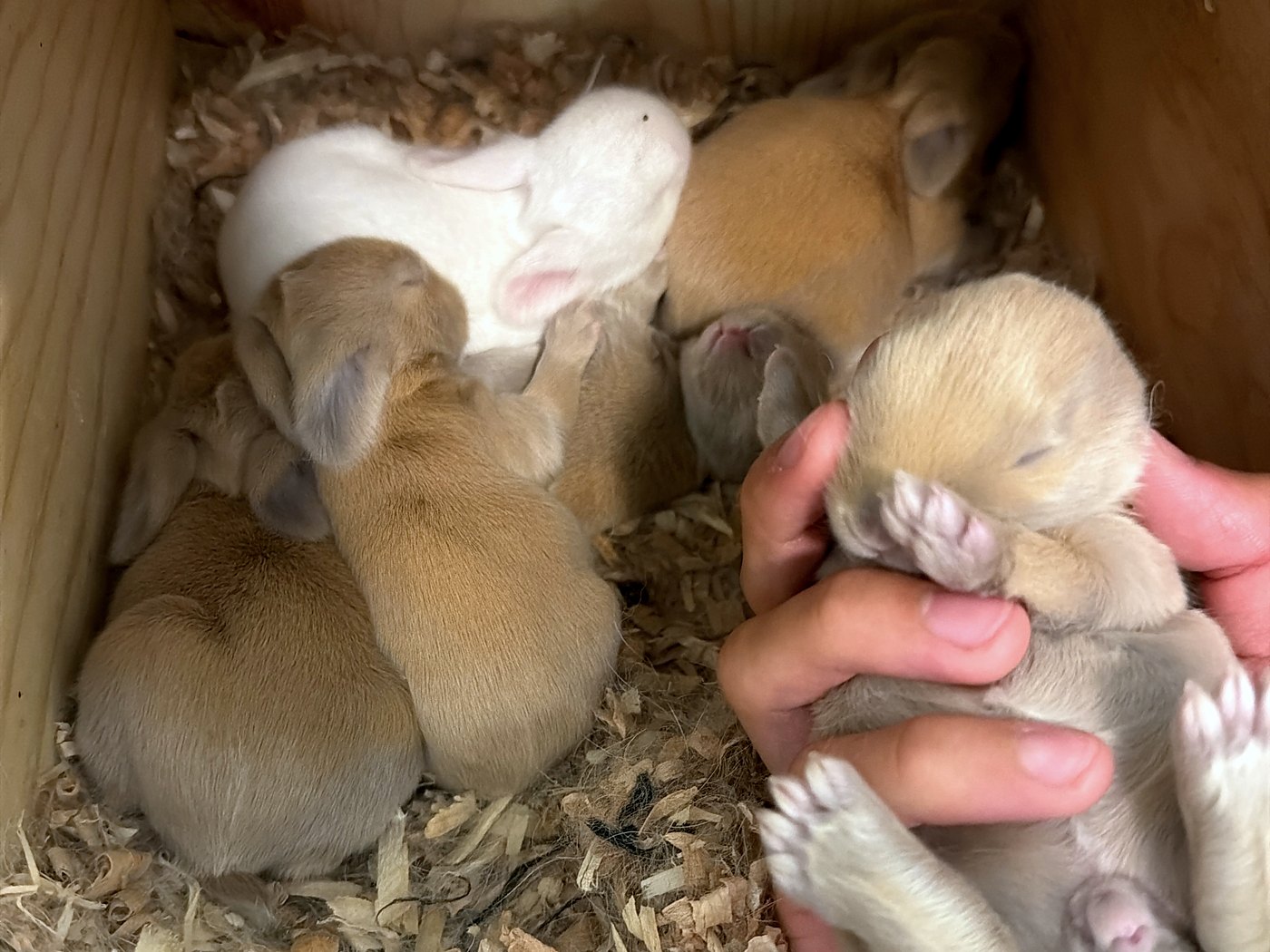 Seis conejos de diez días en el nidal, uno blanco y cinco leonados, uno en una mano