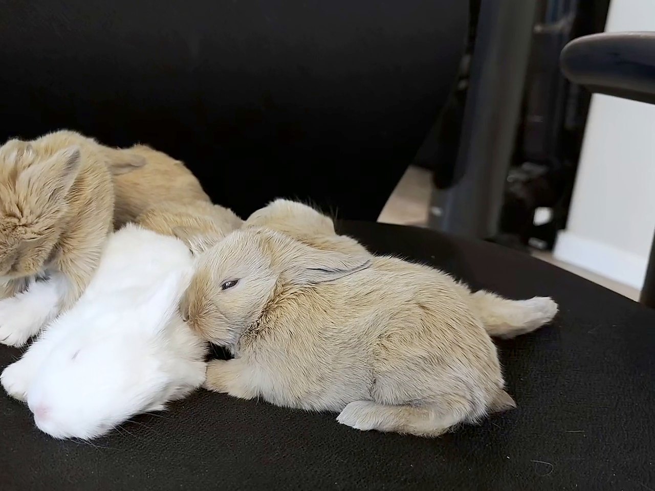 Conejos de quince días, leonados y blancos, acurrucados juntos en una silla negra