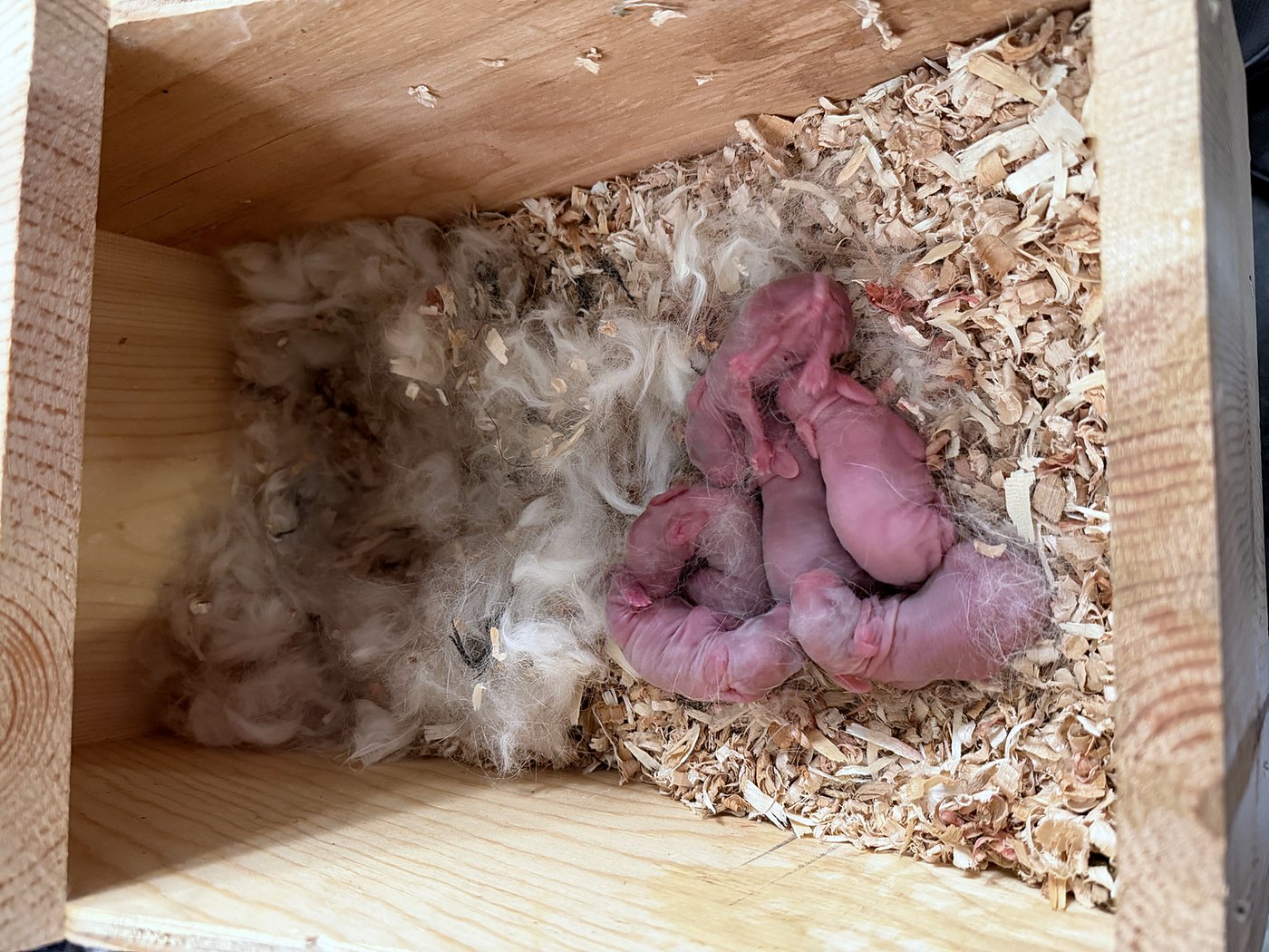 Seis conejos recién nacidos acurrucados juntos en un nidal de madera forrado con viruta y pelo arrancado