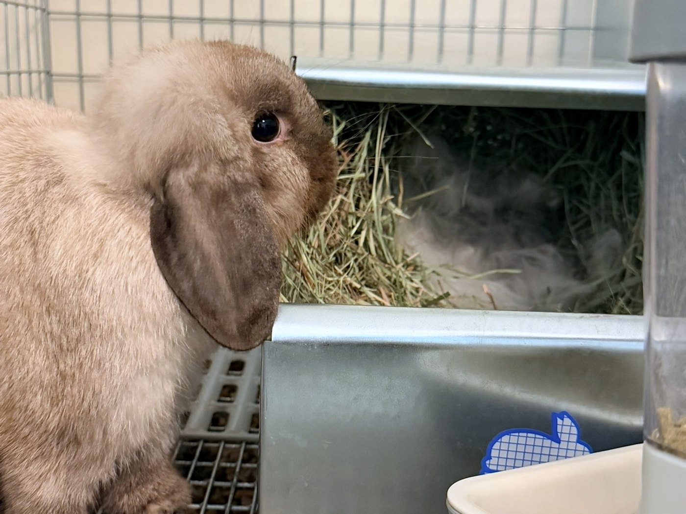 S'Morri, una madre Holland Lop, en el comedero de heno de su jaula, con pelo arrancado en el heno del nidal detrás de ella