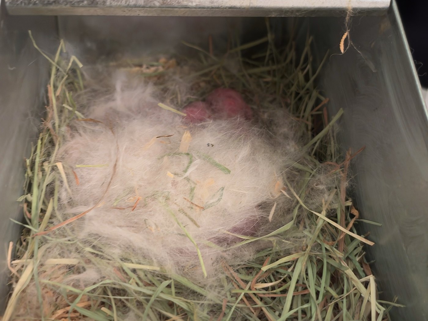 El nidal el día que nacieron: heno, y un montón de pelo arrancado con dos conejos recién nacidos asomándose