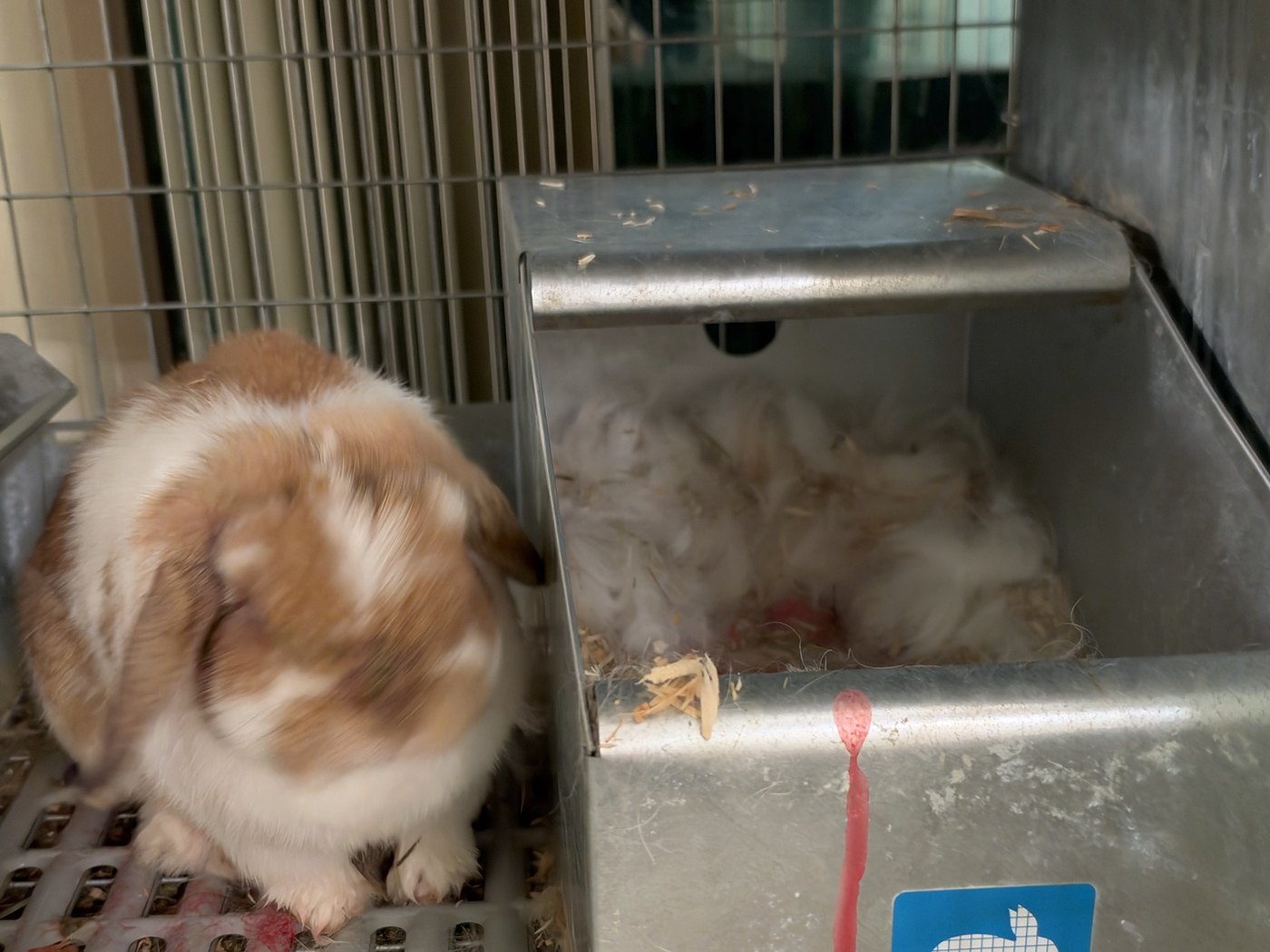 Tango, una Holland Lop naranja manchada, junto a su nidal de metal