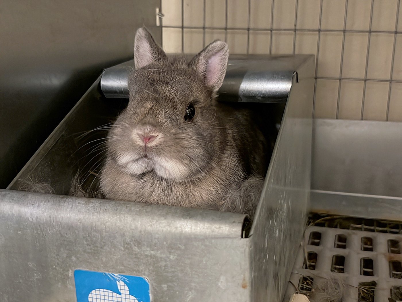 Bakalaki, una Netherland Dwarf color ópalo, sentada en su nidal de metal en el pelo que se arrancó, el día que nació su camada