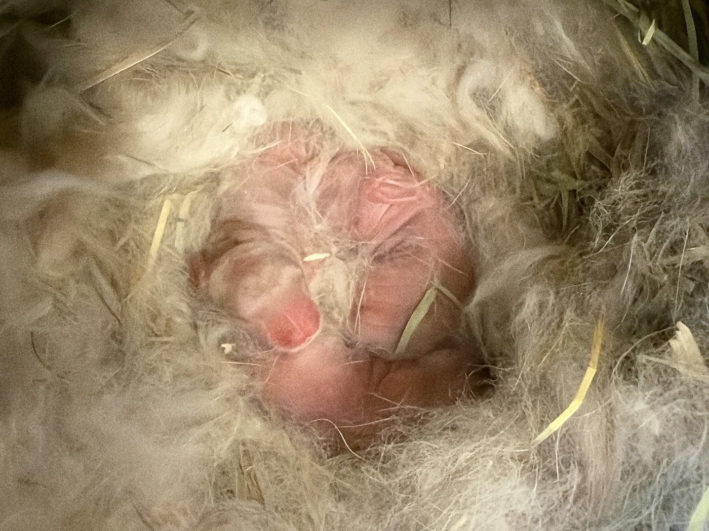Three newborn rabbits, pink and hairless, curled together in the mound of fur their mother pulled, in the hay of the nest box