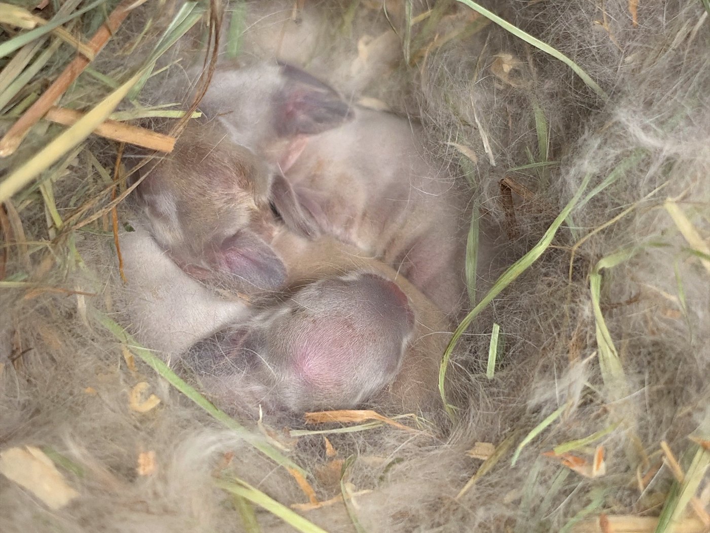 Three rabbits three days old, asleep in a heap in the fur of the nest box, one of them with darker ears