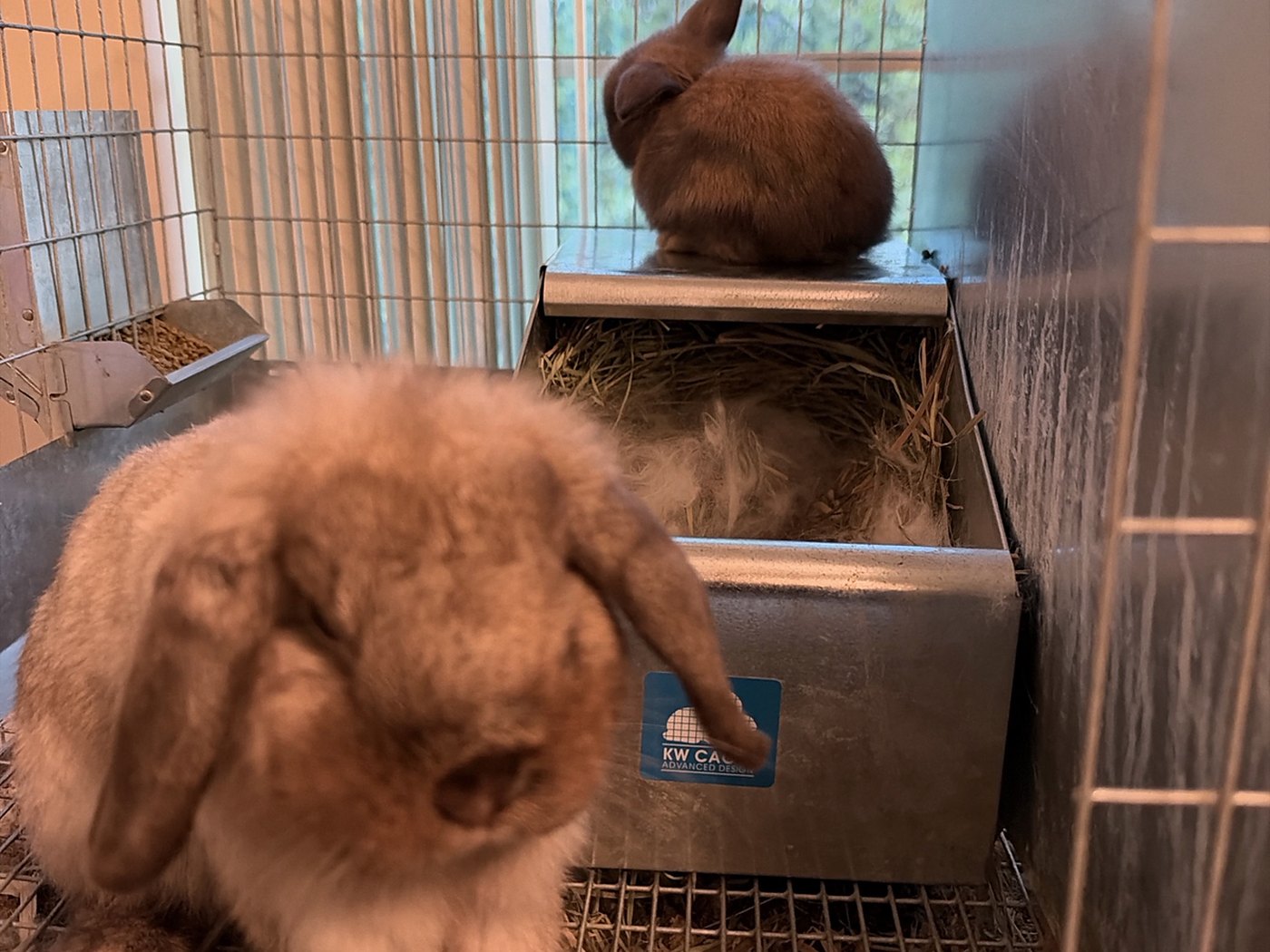 S'Morri, a Holland Lop mother, in front of her metal nest box the day her second litter was born, the fur she pulled showing in the hay behind her and another rabbit sitting on the box's lid