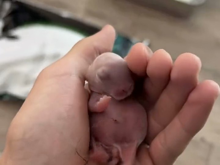 A newborn rabbit, its eyes shut, cupped in the palm of a hand