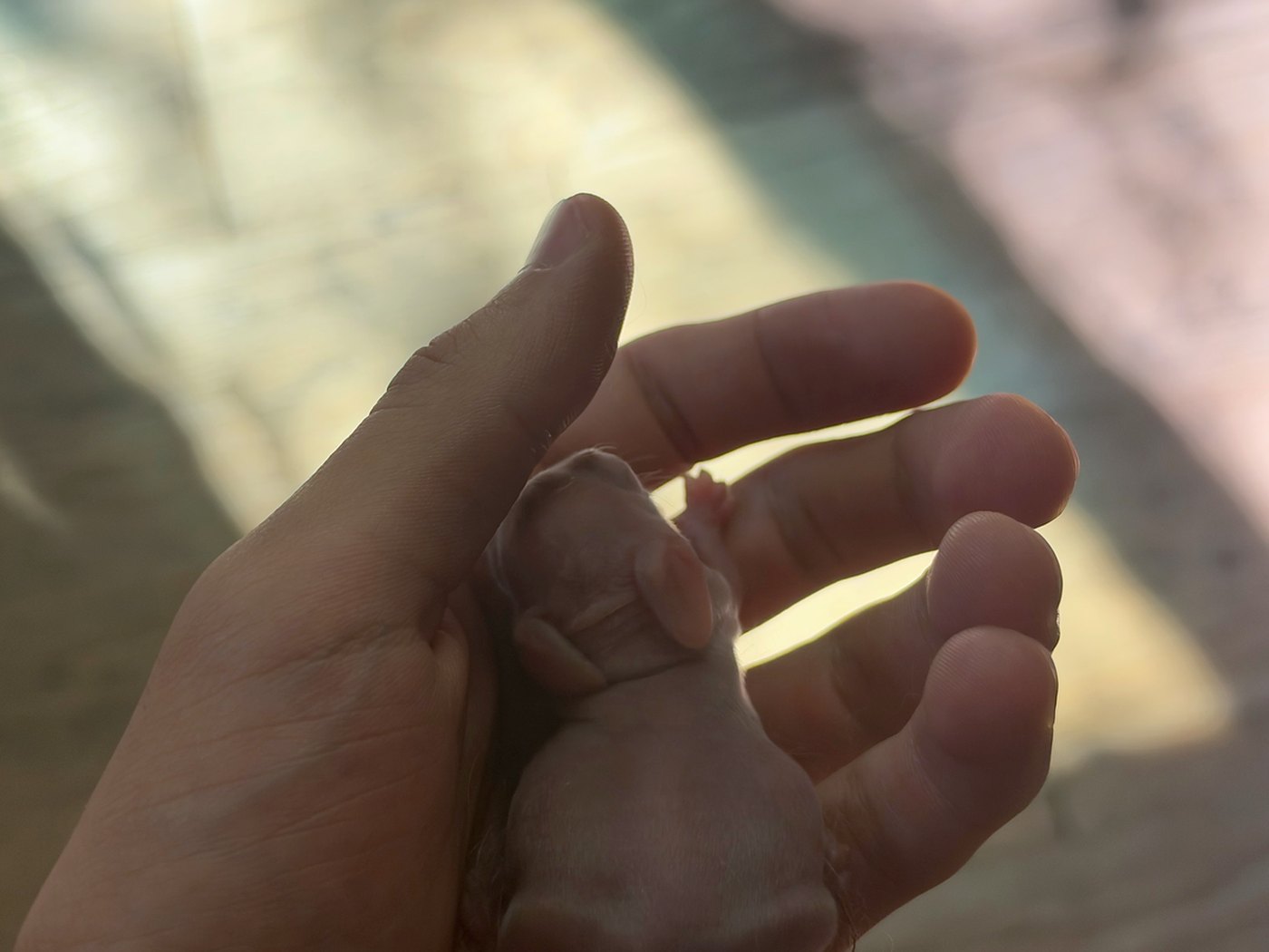A newborn rabbit lying in an open hand, its eyes shut and its ears folded back