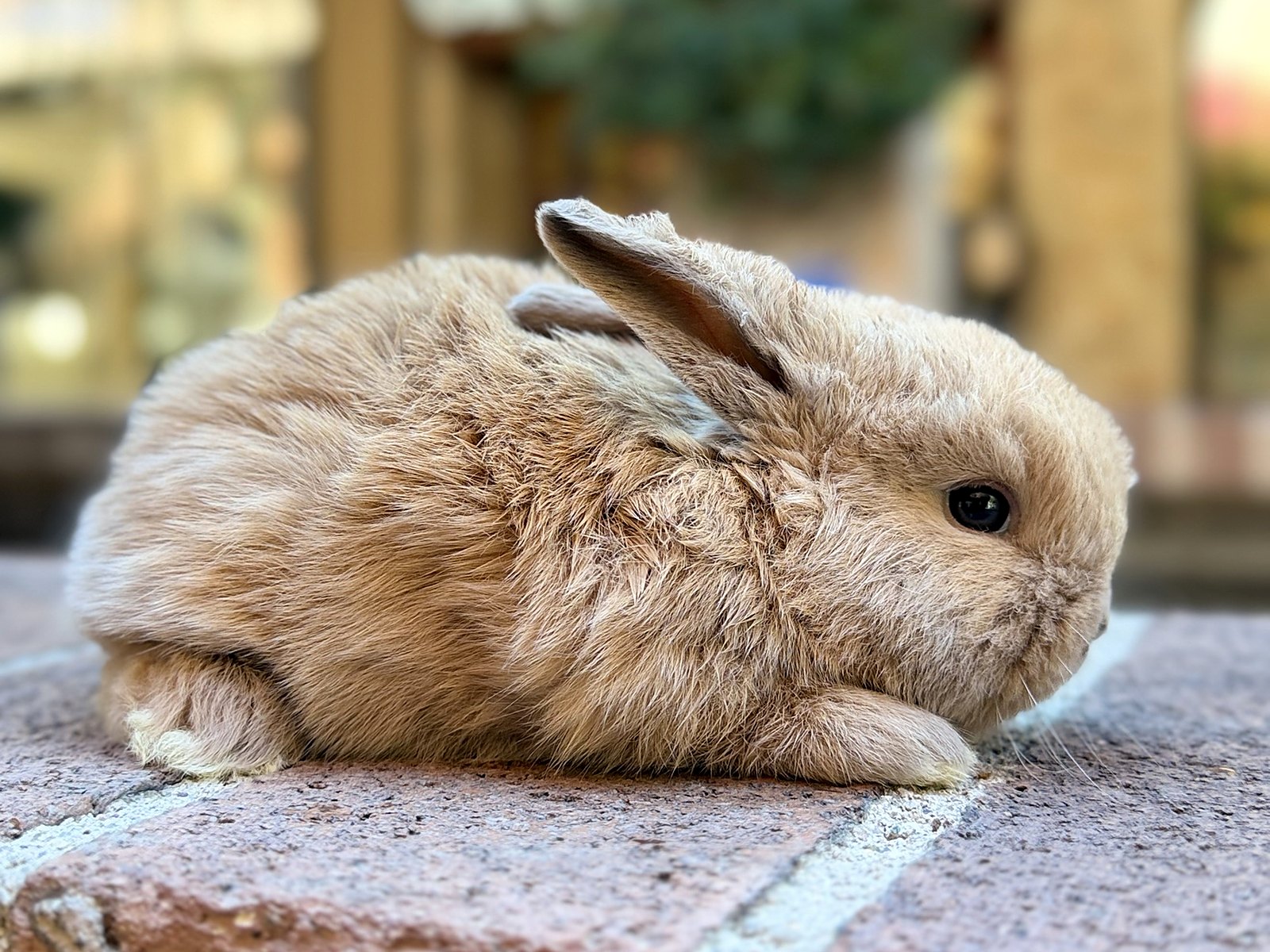 Maple, a fawn Holland Lop cross