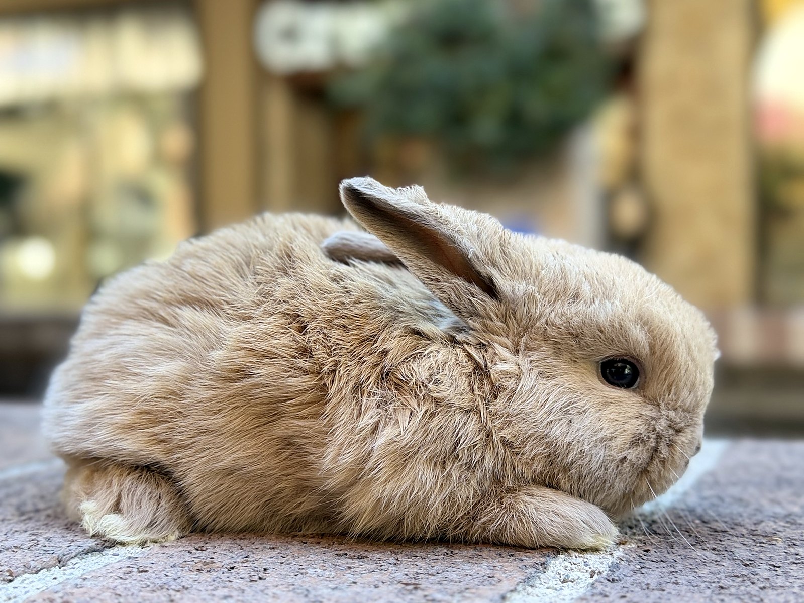 Maple, cruza de Holland Lop color leonado