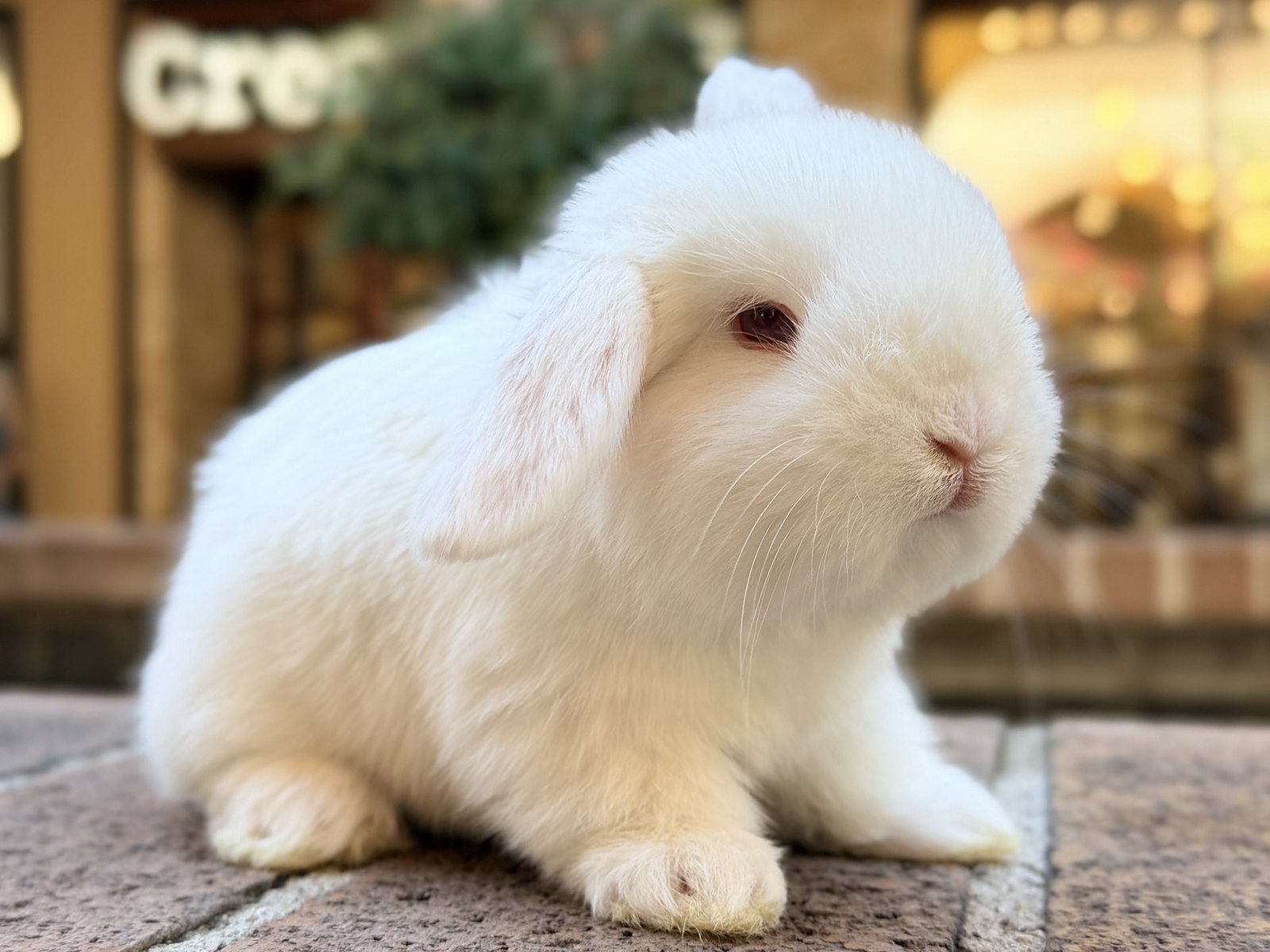Marshmallow, un cruza de Holland Lop blanco