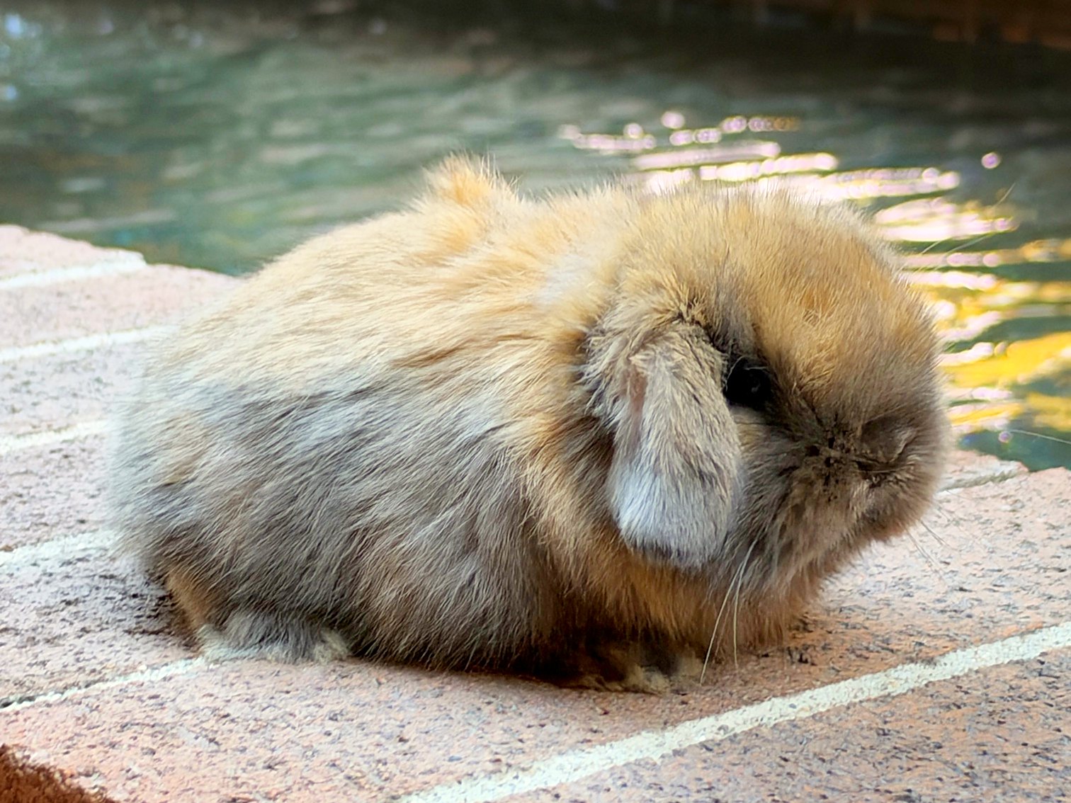 Mocha, one of the three, crouched on a brick ledge with the fountain's water behind, ears down