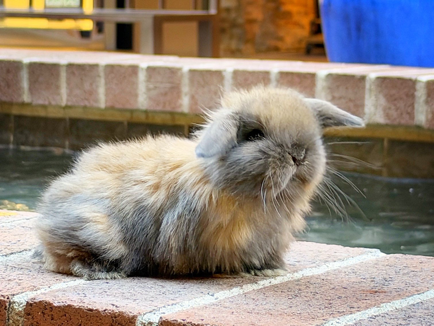 Nutmeg, one of the three, seen from the side on a brick ledge, one eye open, the fountain behind