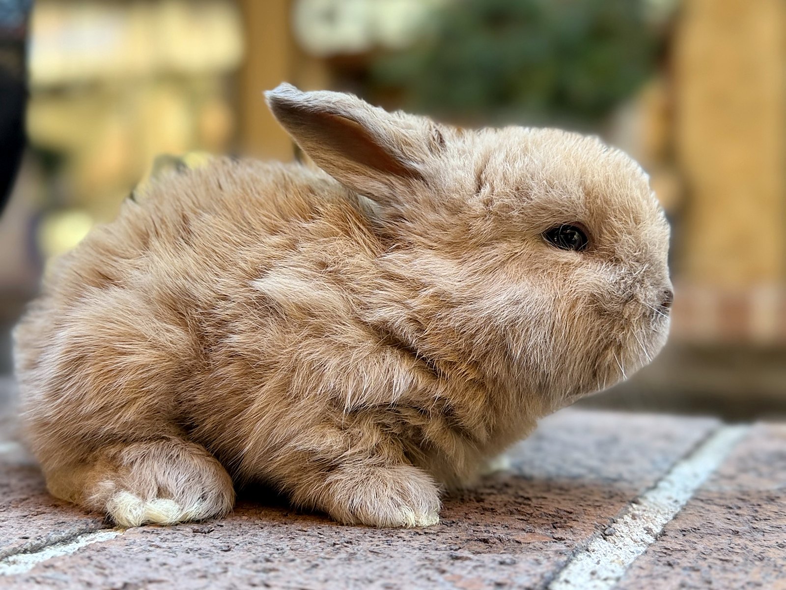 Pecan, a fawn Holland Lop cross