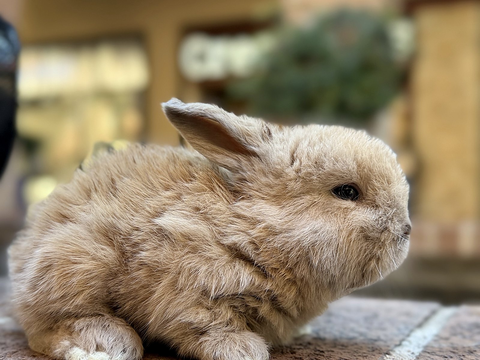 Pecan, cruza de Holland Lop color leonado