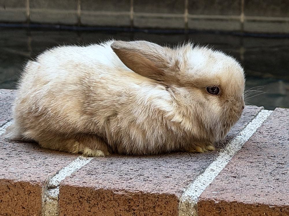 Sundae, cruza de Holland Lop sable point