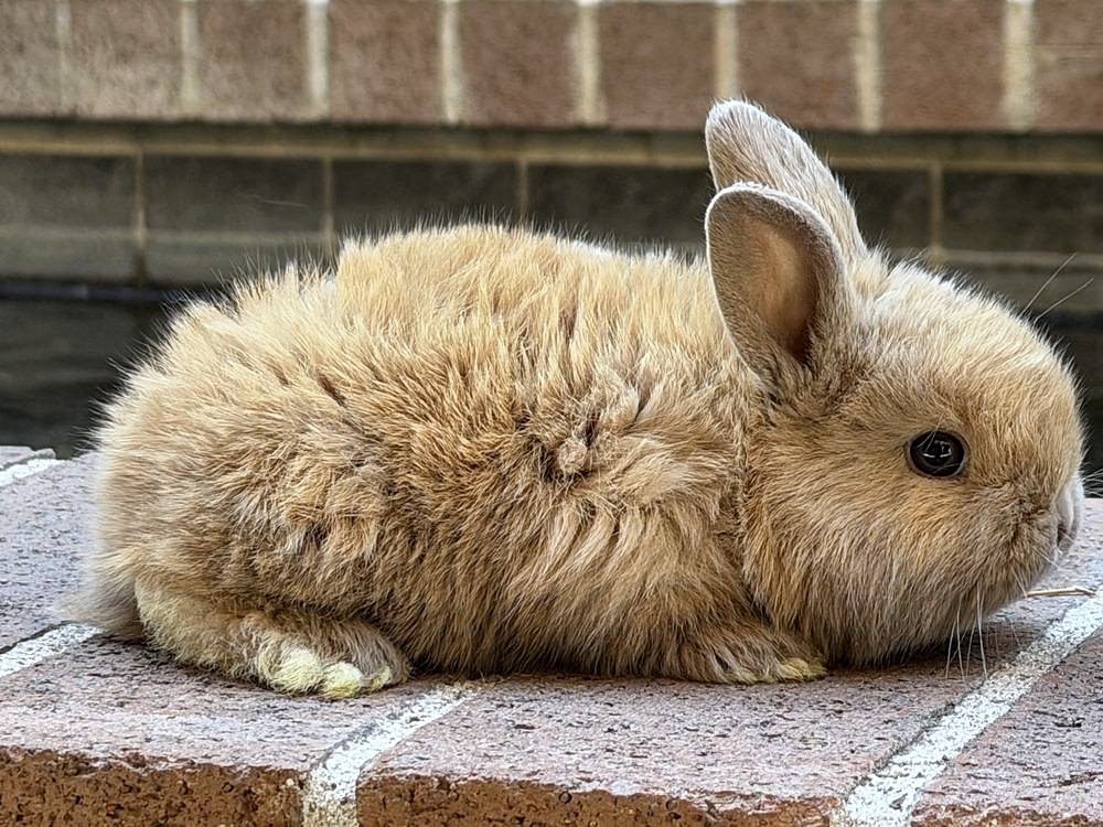 Teddy, cruza de Holland Lop color leonado