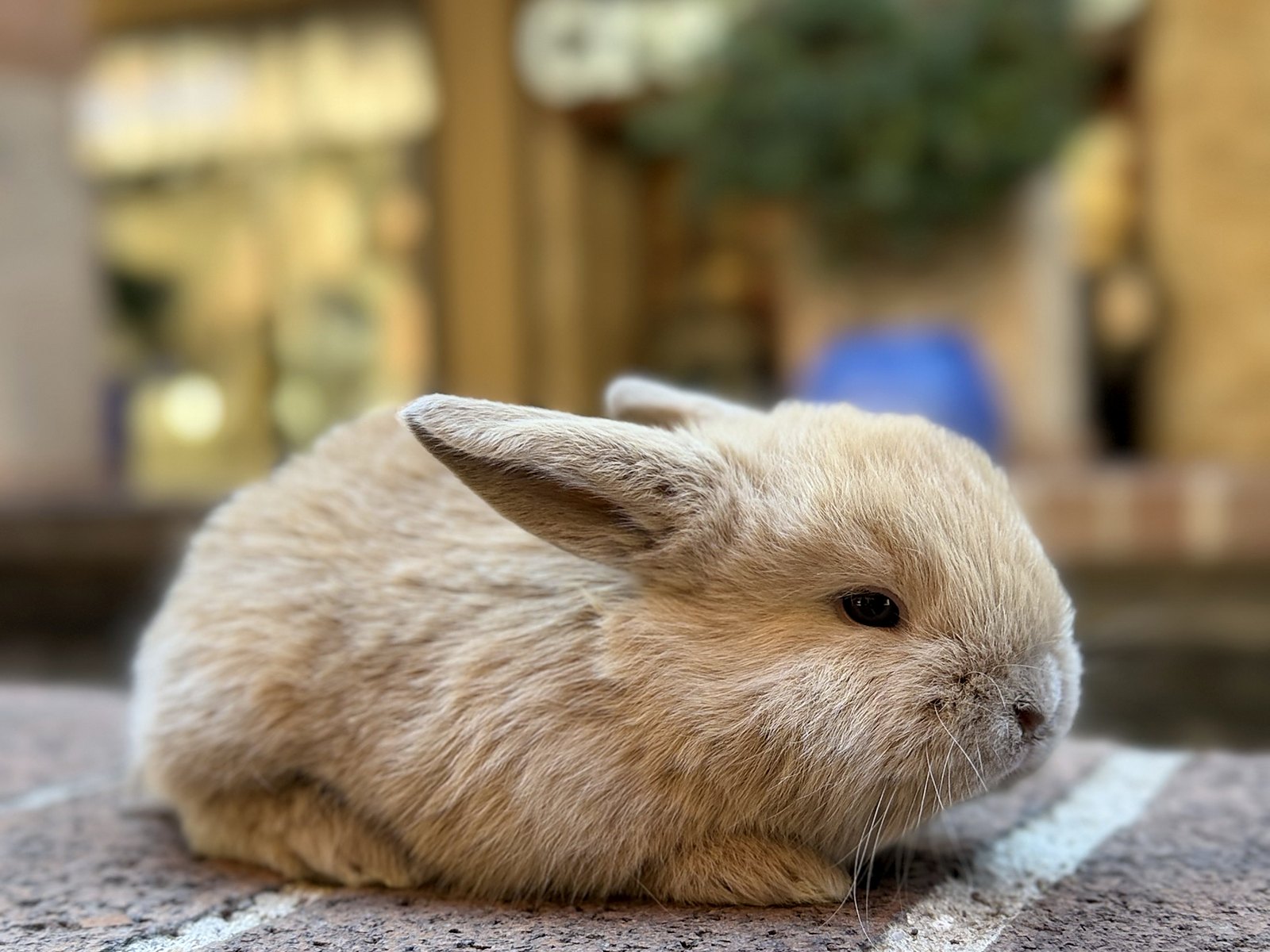 Toffee, cruza de Holland Lop color leonado