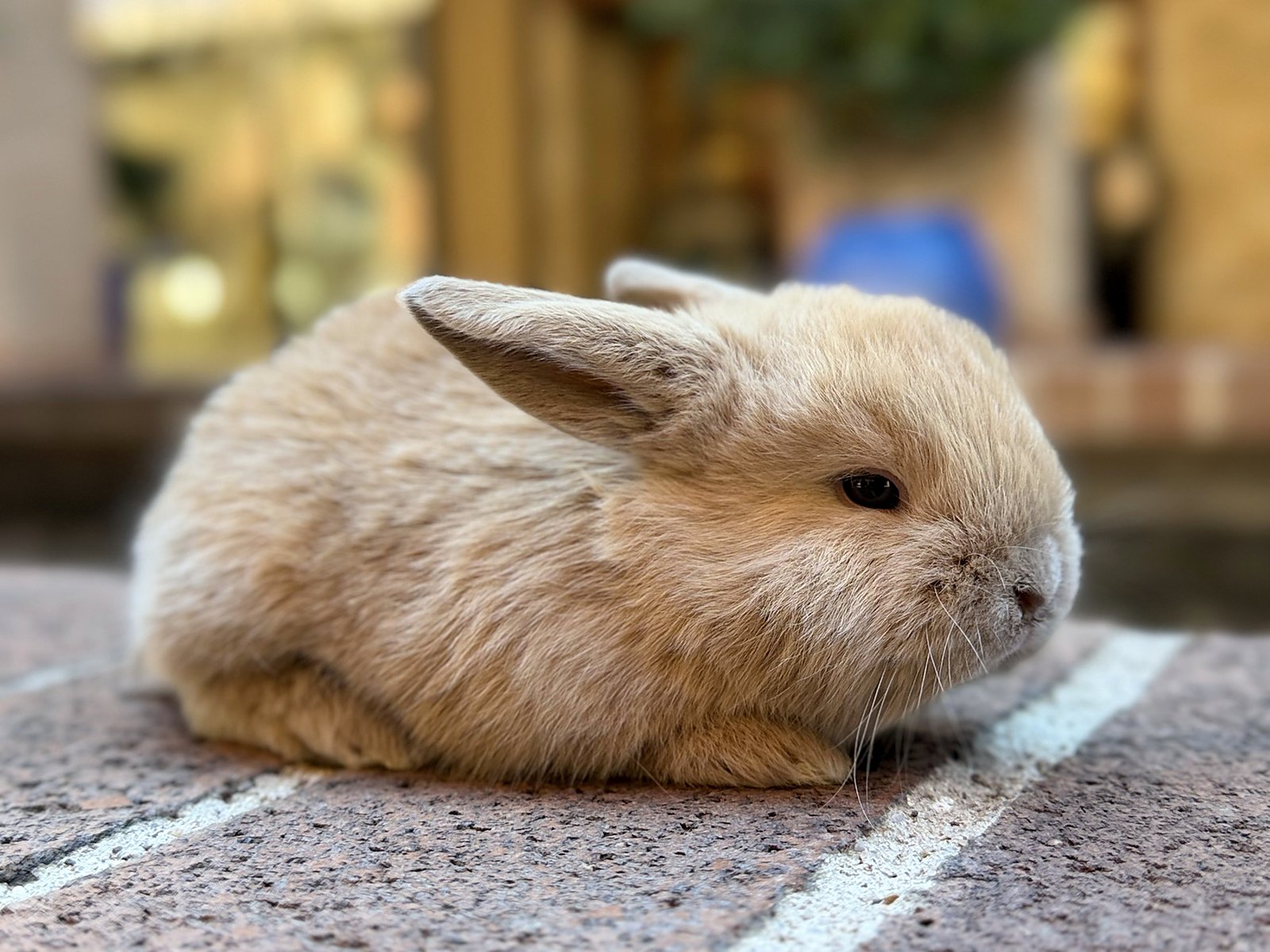 Toffee, a fawn Holland Lop cross
